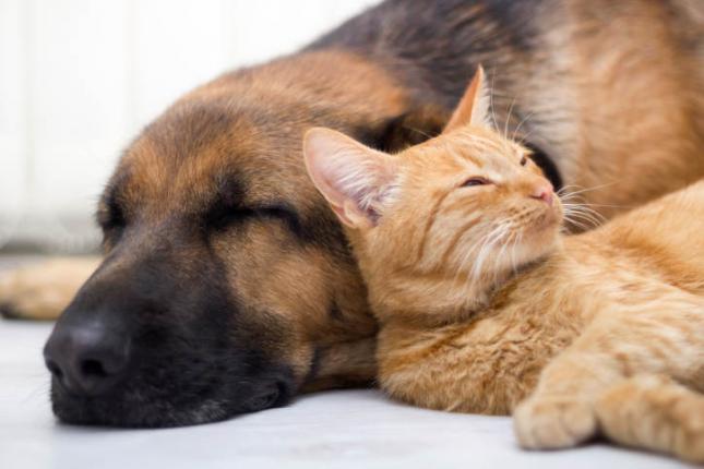 perro y gato soñando mientras duerme