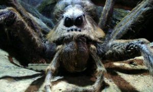 Soñar con arañas gigantescas