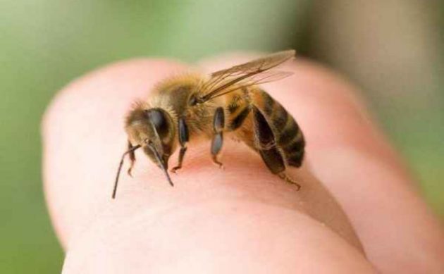 soñar picada de abeja