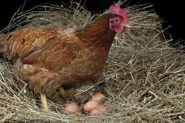 soñar con nido de gallina y huevos